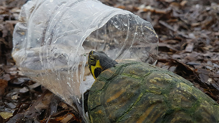 plasticfreeweek wwf 2025